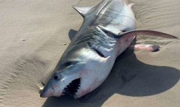 鲨鱼最新爆料视频下载大全,揭秘幕后真相